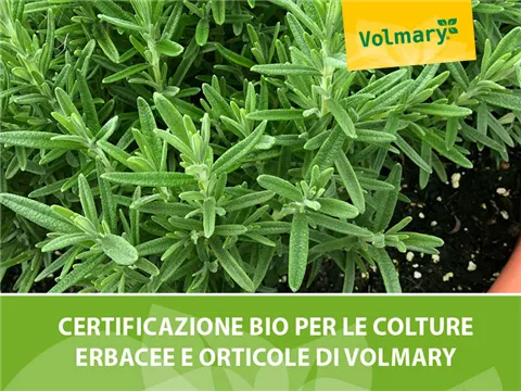 Certificazione biologica per la produzione di erbe e verdure di Volmary Certificazione biologica per la produzione di erbe e verdure di Volmary