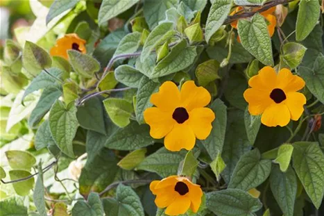 Sunny-Susy_OrangeEye.jpg