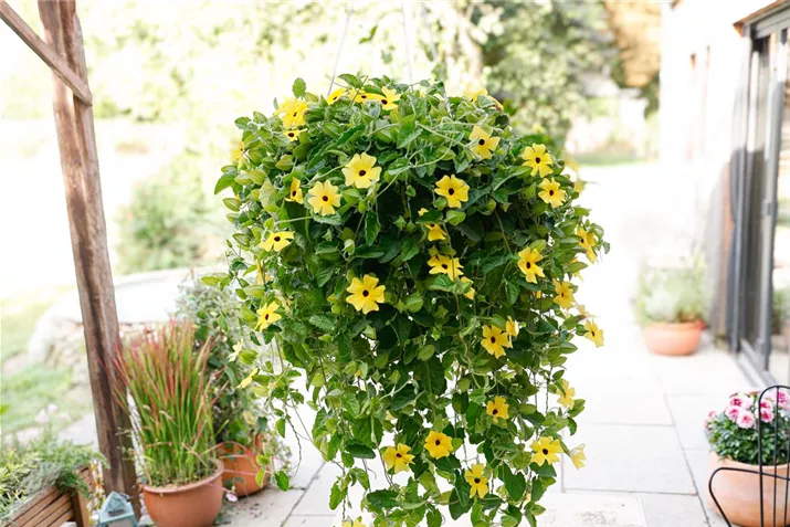 Sunny-Susy_Ampel.jpg