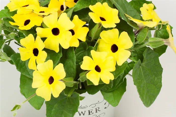 Thunbergia-alata_Topfkultur.jpg