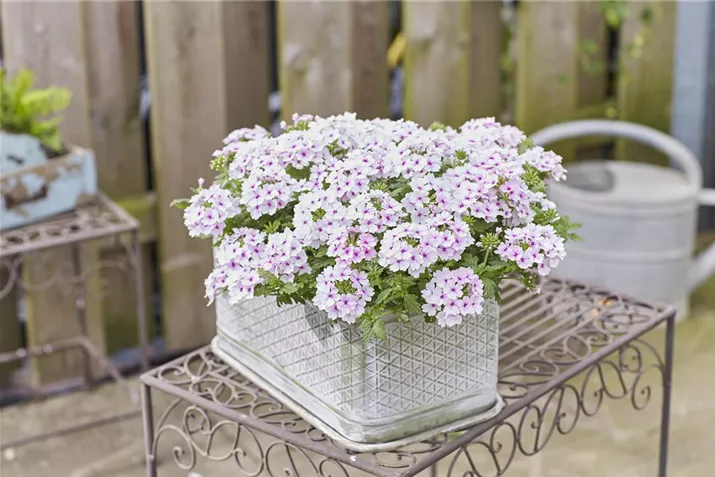 verbena-x-peruviana.jpg