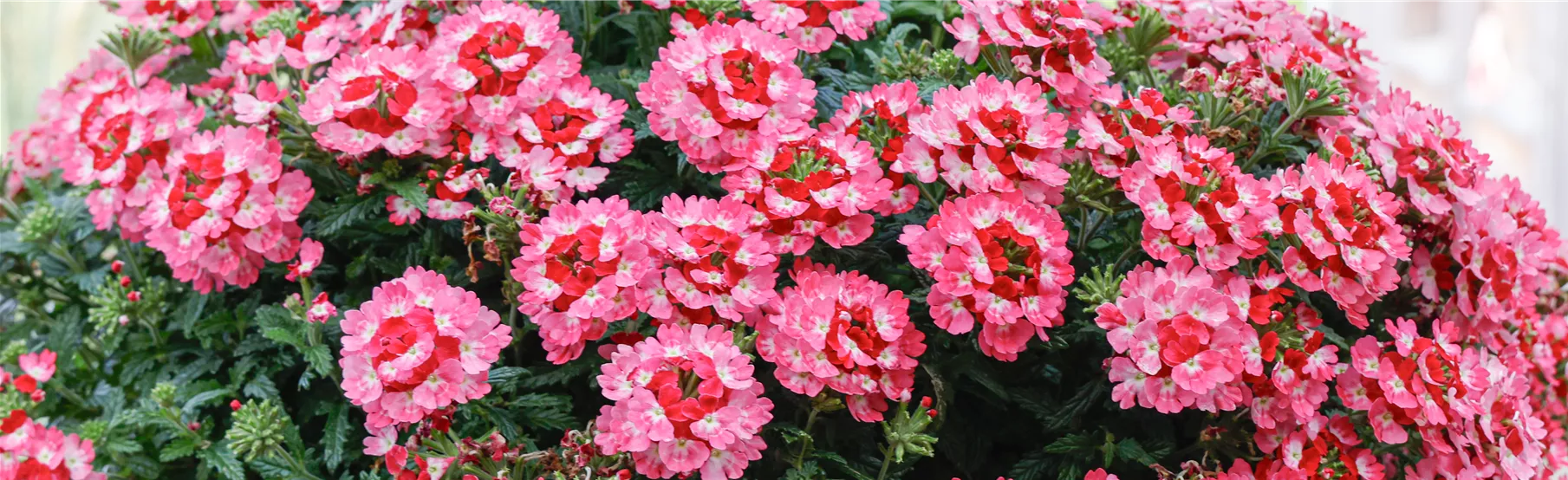 Verbena-vectura.jpg