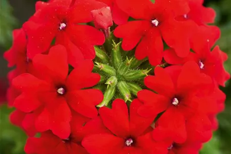 Verbena_Vectura_Scarlet.jpg