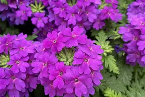 Verbene_Vectura_True_ Violet.JPG