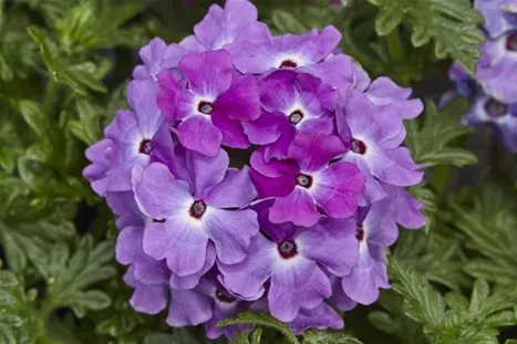 Verbena_Vectura_Violet.jpg
