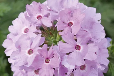 Verbena_Vectura_Lavender.jpg