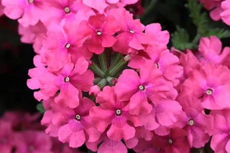 Verbena_Vectura_Salmon_ Rose.JPG