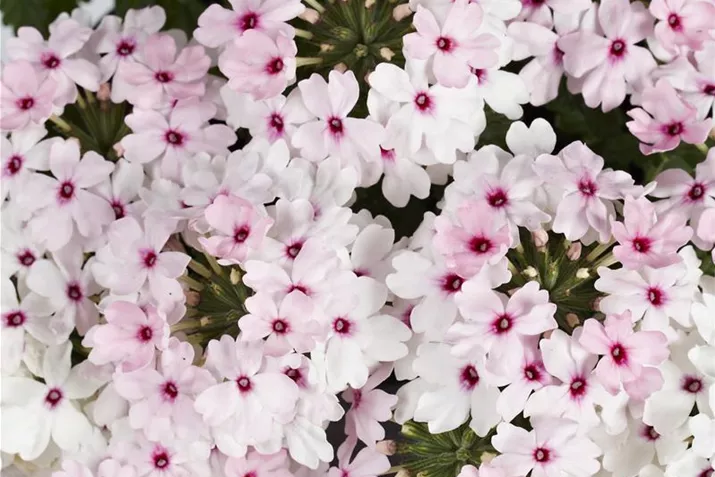 Verbena_Vectura_SoftPinkEye.jpg