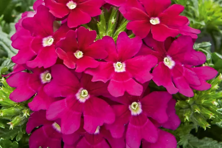 Verbena_Vectura_Burgundy.jpg