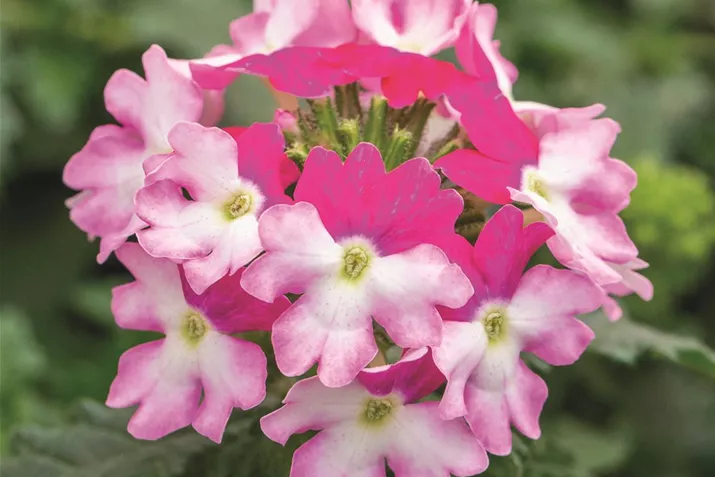 Verbena_Vectura_RoseWing.tif