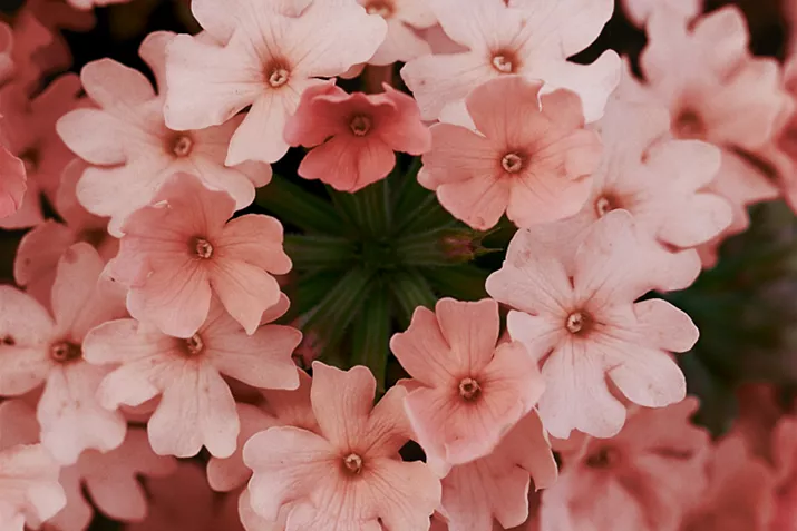 Verbena_Vectura_Peach.jpg