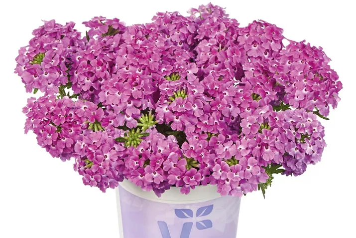 Verbene_Vectura_Violet.jpg