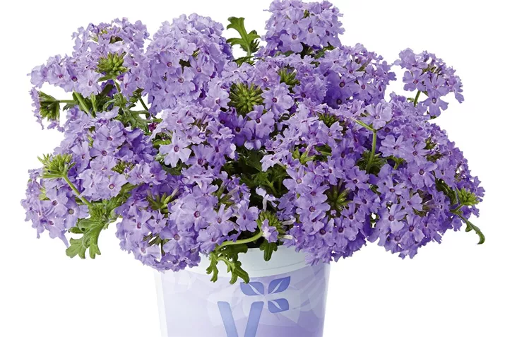 Verbene_Vectura_Lavender.jpg