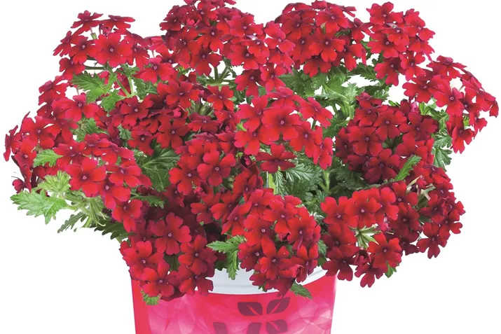 Verbene-Vectura-Dark Red.jpg