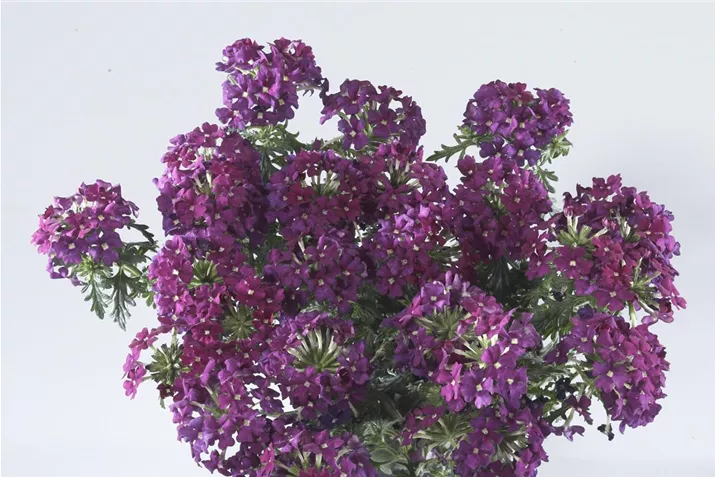 Verbene_Vectura_Purple.tif