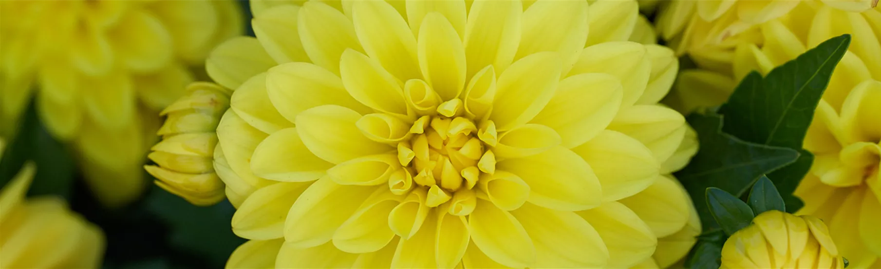 Dahlia-x-hortensis.jpg