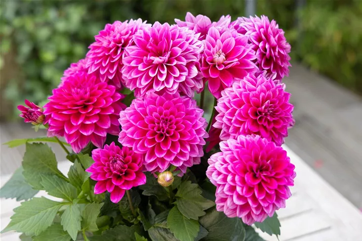 Dahlia-x-hortensis-volmary.jpg