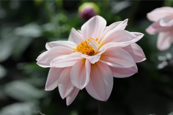 Dahlie_Lubega_Dark.JPG Dahlie_Lubega_Dark.JPG