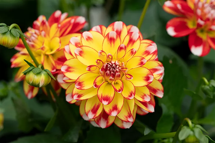 Dahlie_Lubega-Power_Tricolor.png Dahlie_Lubega-Power_Tricolor.png