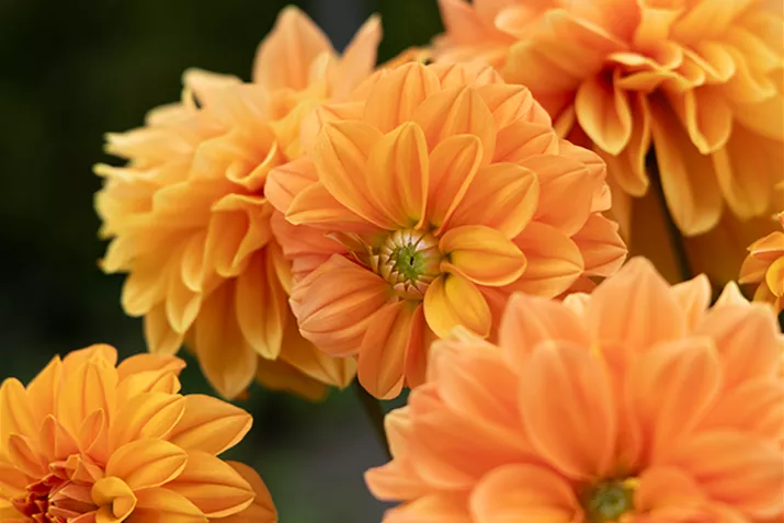 Dahlie_Lubega_XL-Orange.png Dahlie_Lubega_XL-Orange.png