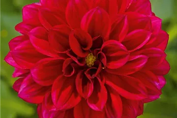 'Lubega<sup>®</sup> Power' Burgundy