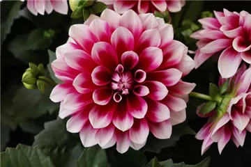 'Lubega<sup>®</sup> Power' Burgundy-White