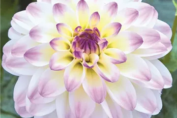 'Lubega<sup>®</sup> Power' White Lilac Frost