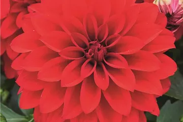 'Lubega<sup>®</sup> Power' Red