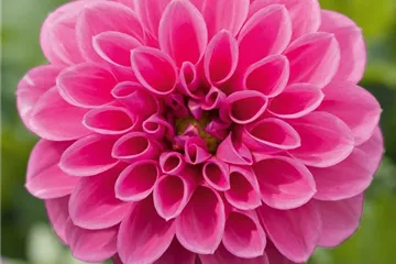 'Lubega<sup>®</sup> Power' Rose