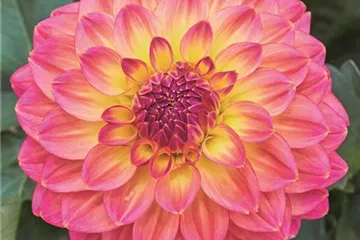 'Lubega<sup>®</sup> Power' Tropical Punch