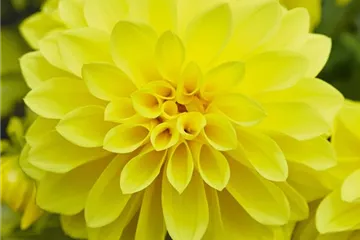 'Lubega<sup>®</sup> Power' Yellow