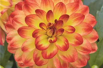 'Lubega<sup>®</sup> Power' Yellow Orange