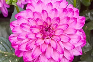 'Lubega<sup>®</sup> Power' Violet Bicolor