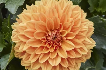 'Lubega<sup>®</sup> XL' Orange