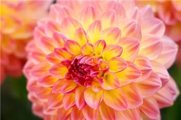 'Lubega<sup>®</sup> XL' Maracuya