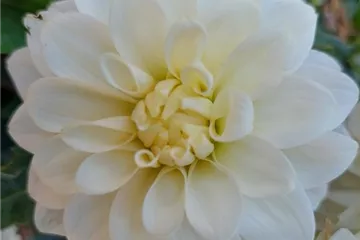 'Lubega<sup>®</sup> XL' White