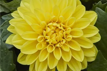 'Lubega<sup>®</sup> XL' Yellow