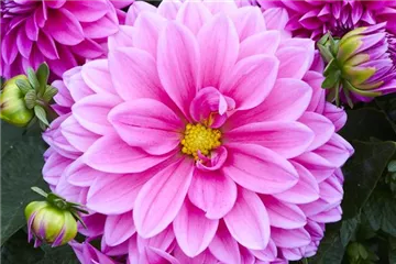 'Lubega<sup>®</sup> XL' Pink