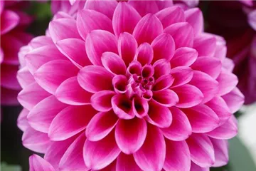 'Lubega<sup>®</sup> XL' Burgundy