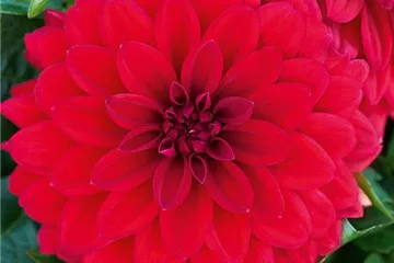 'Lubega<sup>®</sup> XL' Red