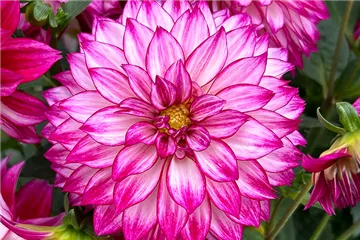 'Lubega<sup>®</sup> XL' Cherry Sparkle