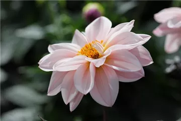 'Lubega<sup>®</sup> Dark' Lovely Morning