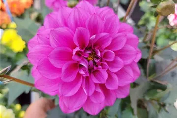 'Lubega<sup>®</sup> Dark' Ball Violet