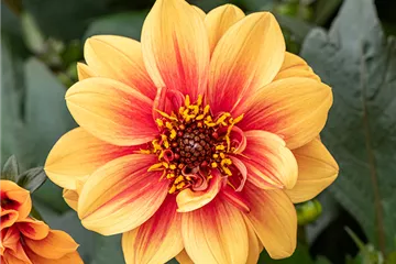 'Lubega<sup>®</sup> Dark' Bicolor