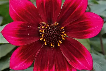 'Lubega<sup>®</sup> Dark' Velvet