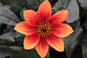 'Lubega<sup>®</sup> Dark' Orange