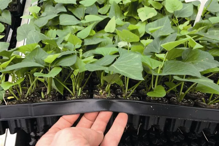 Erato Orange Jungpflanzenplatte.JPG