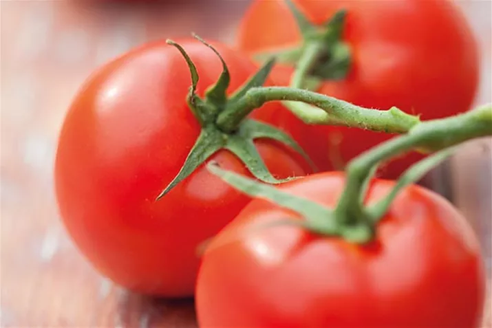 Veredelte-Geschmackstomate-Campos.tif