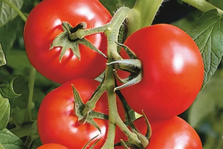Veredelte_Freiland_Strauchtomate_Phantasia.jpg