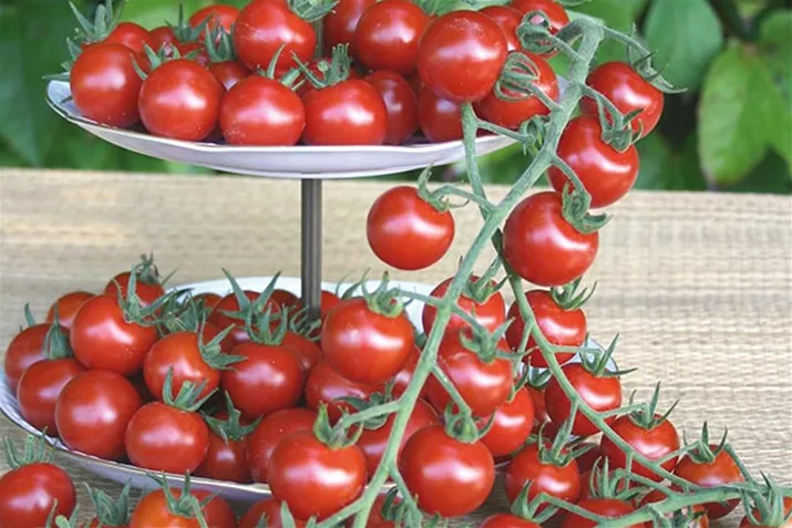 Veredelte_Freiland_Cherrytomate_Philovita.jpg